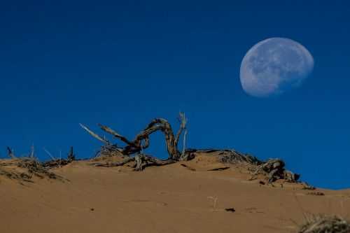 OMAN DESERT MARATHON | 165K 2014